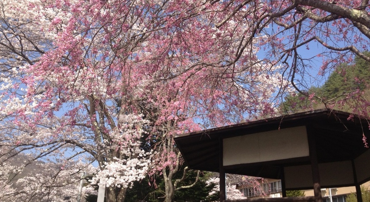 【鹿教湯温泉】宿で楽しむ春の花