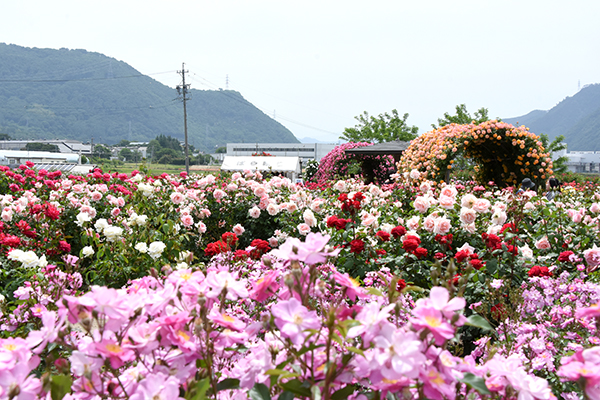 屋外で楽しむ！初夏の花とおすすめドライブスポット～鹿教湯篇～