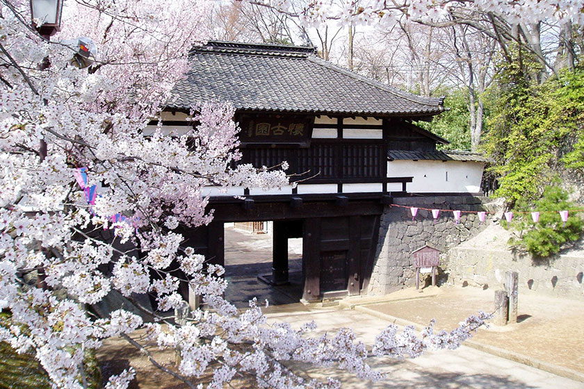 桜の懐古園の画像